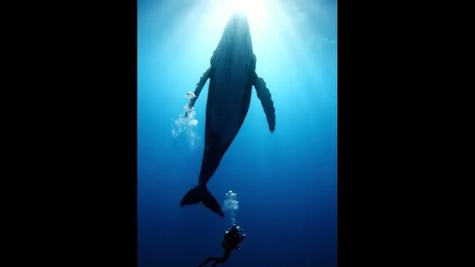 老师你的兔子好软水好多的图片 - 深蓝星球：探索海洋深处的未知世界